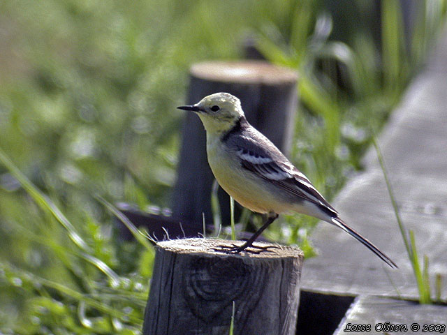 CITRONRLA / CITRINE WAGTAIL (Motacilla citreola)