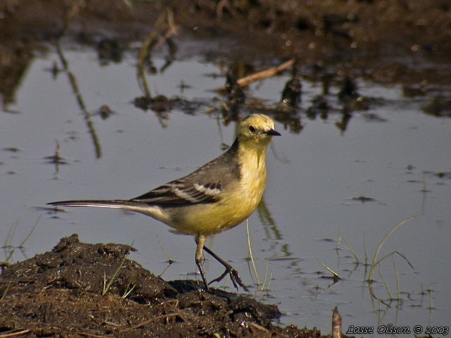 CITRONRLA / CITRINE WAGTAIL (Motacilla citreola)