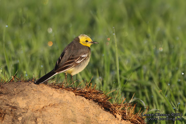 CITRONÄRLA / CITRINE WAGTAIL (Motacilla citreola) - stor bild / full size