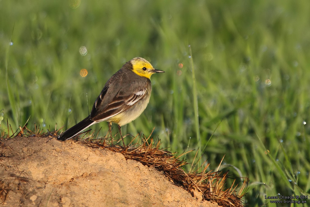 CITRONRLA / CITRINE WAGTAIL (Motacilla citreola) - Stng / Close