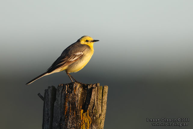 CITRONÄRLA / CITRINE WAGTAIL (Motacilla citreola) - stor bild / full size