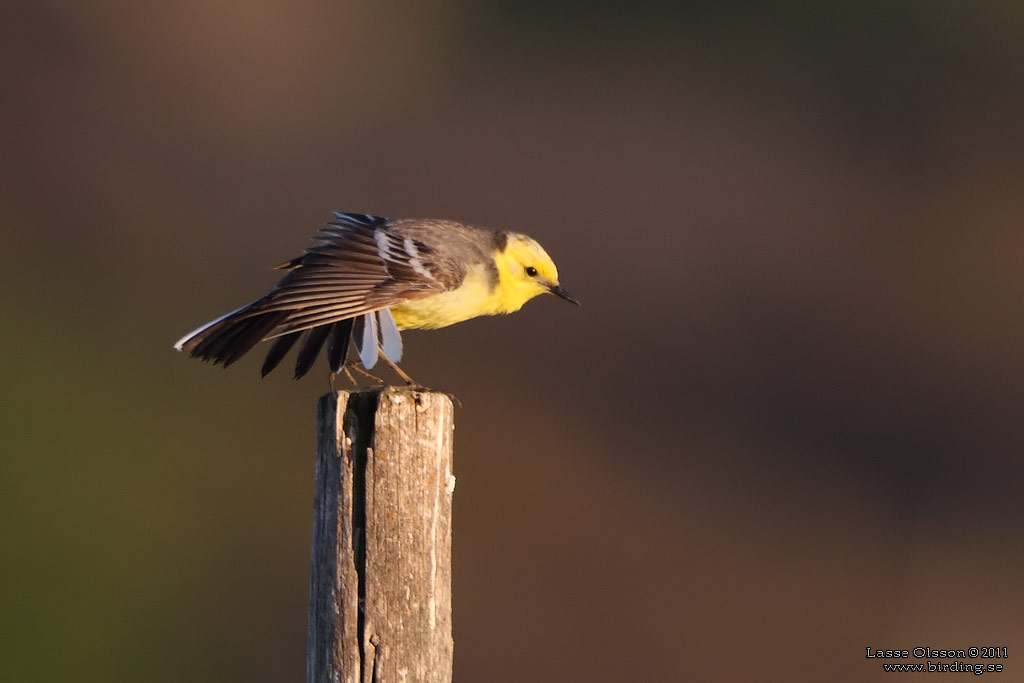 CITRONRLA / CITRINE WAGTAIL (Motacilla citreola) - Stng / Close