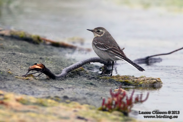 CITRONÄRLA / CITRINE WAGTAIL (Motacilla citreola) - stor bild / full size