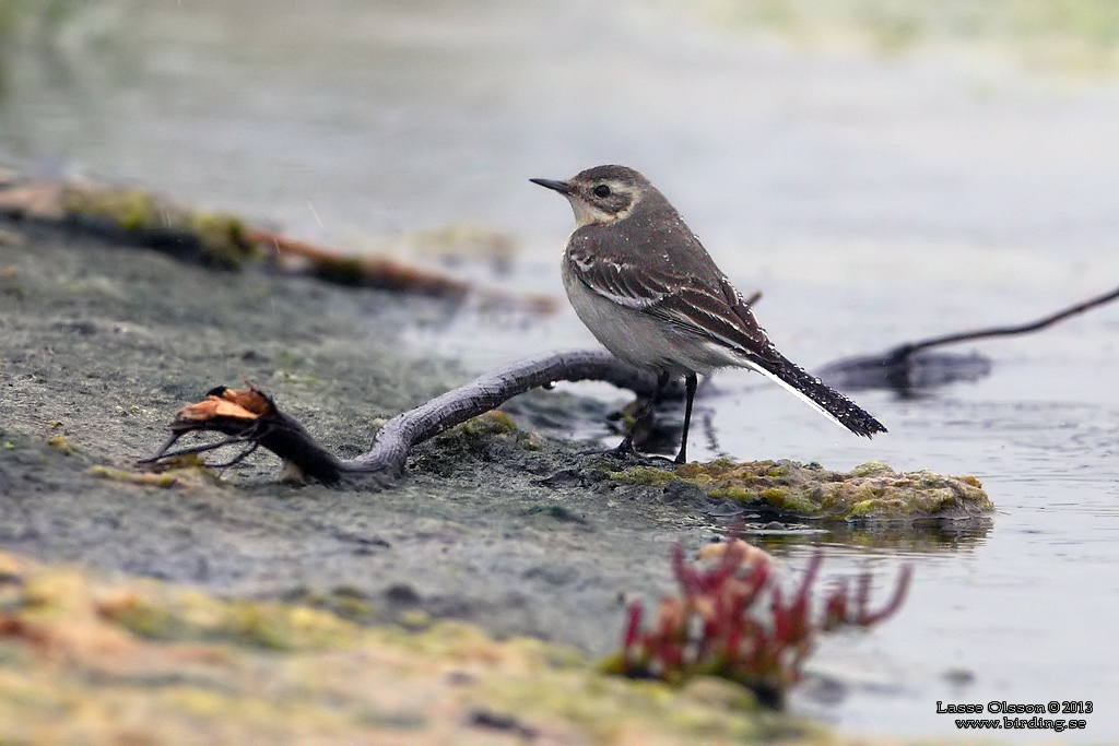 CITRONRLA / CITRINE WAGTAIL (Motacilla citreola) - Stng / Close