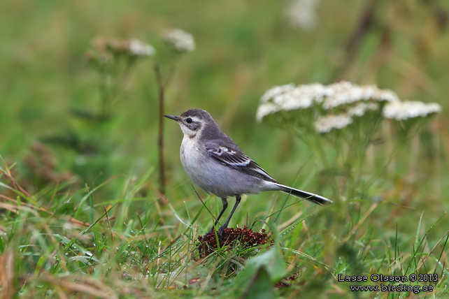 CITRONÄRLA / CITRINE WAGTAIL (Motacilla citreola) - stor bild / full size