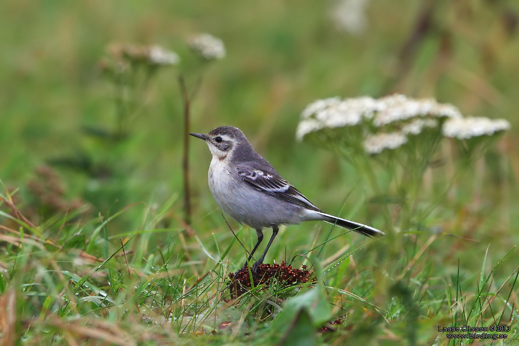 CITRONRLA / CITRINE WAGTAIL (Motacilla citreola) - Stng / Close