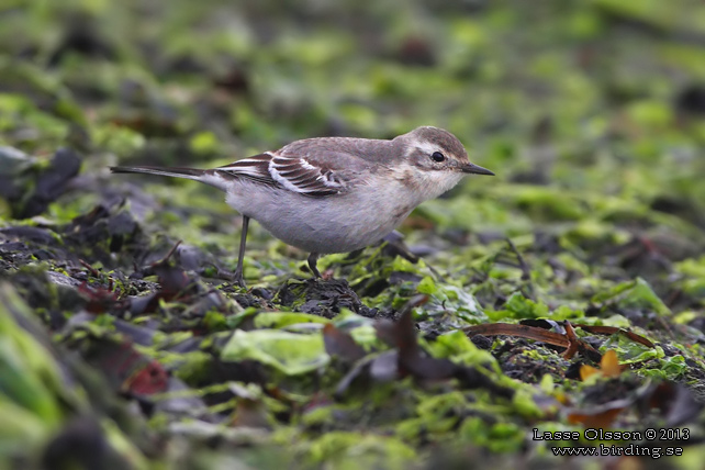 CITRONÄRLA / CITRINE WAGTAIL (Motacilla citreola) - stor bild / full size