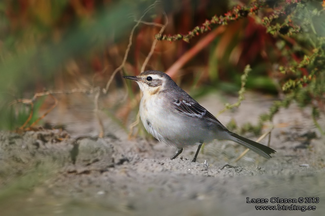 CITRONÄRLA / CITRINE WAGTAIL (Motacilla citreola) - stor bild / full size