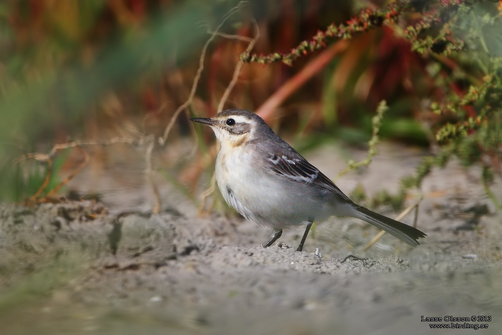 CITRONRLA / CITRINE WAGTAIL (Motacilla citreola) - Stng / Close