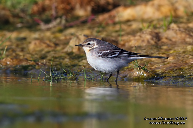 CITRONÄRLA / CITRINE WAGTAIL (Motacilla citreola) - stor bild / full size