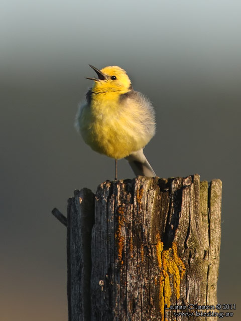 CITRONÄRLA / CITRINE WAGTAIL (Motacilla citreola) - stor bild / full size