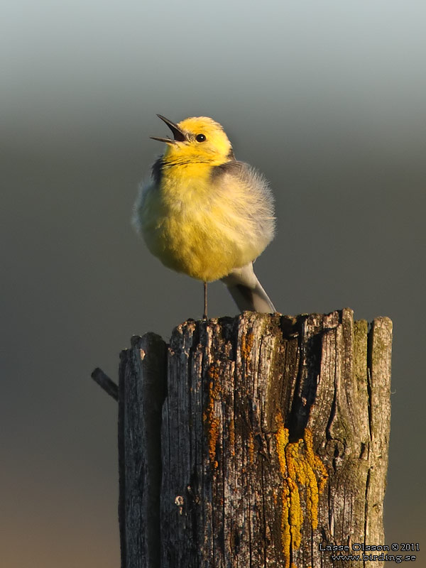 CITRONRLA / CITRINE WAGTAIL (Motacilla citreola) - Stng / Close