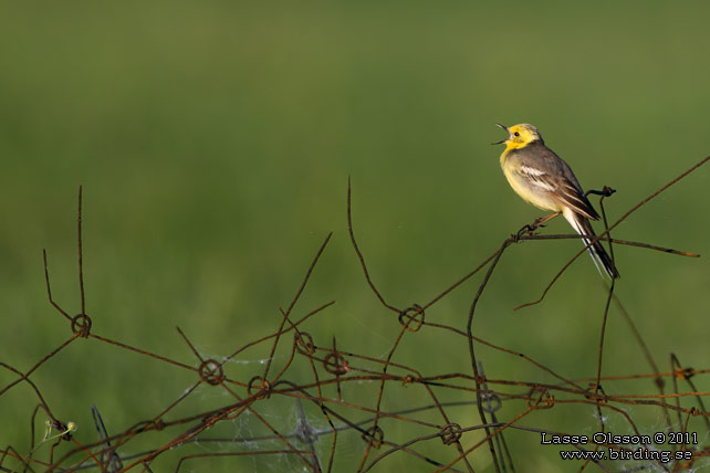 CITRONÄRLA / CITRINE WAGTAIL (Motacilla citreola) - stor bild / full size