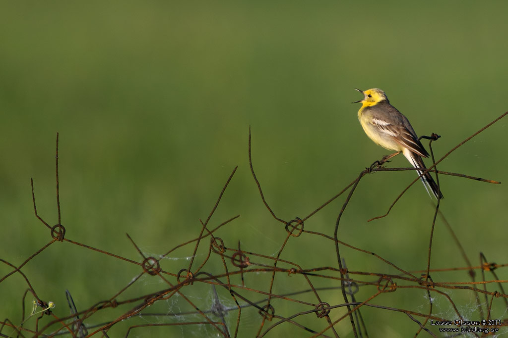 CITRONRLA / CITRINE WAGTAIL (Motacilla citreola) - Stng / Close