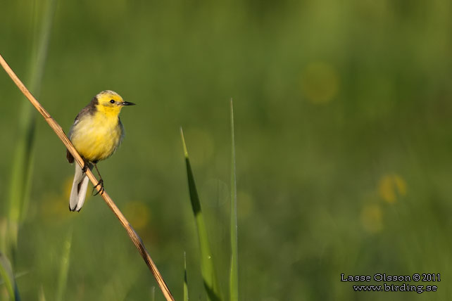 CITRONÄRLA / CITRINE WAGTAIL (Motacilla citreola) - stor bild / full size