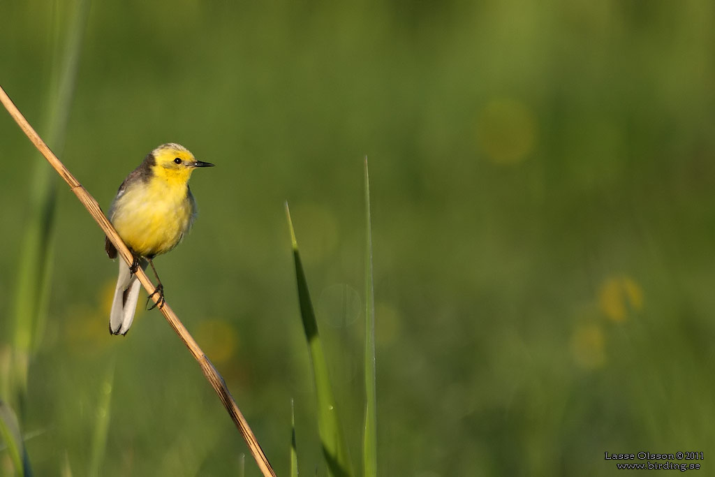 CITRONRLA / CITRINE WAGTAIL (Motacilla citreola) - Stng / Close