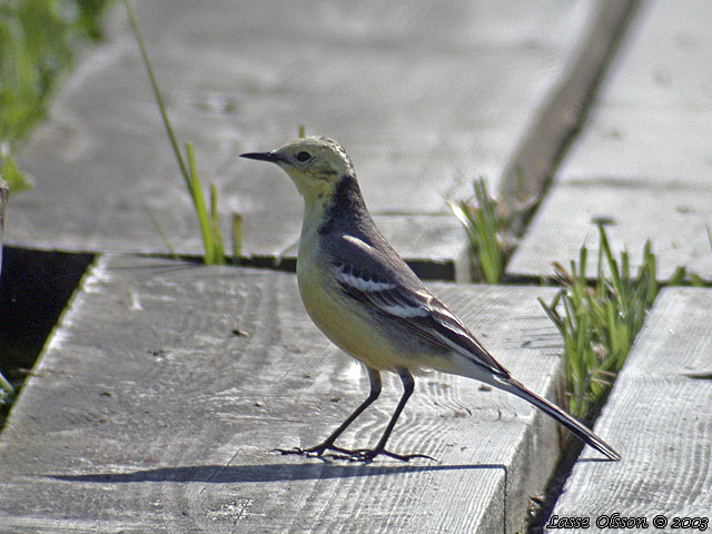 CITRONRLA / CITRINE WAGTAIL (Motacilla citreola)