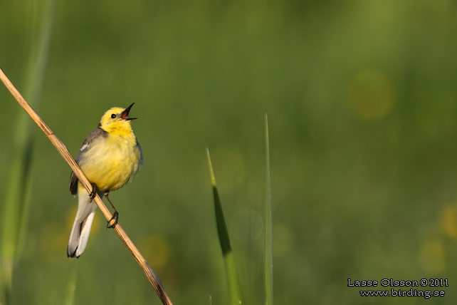 CITRONÄRLA / CITRINE WAGTAIL (Motacilla citreola) - stor bild / full size