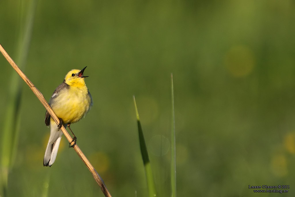 CITRONRLA / CITRINE WAGTAIL (Motacilla citreola) - Stng / Close