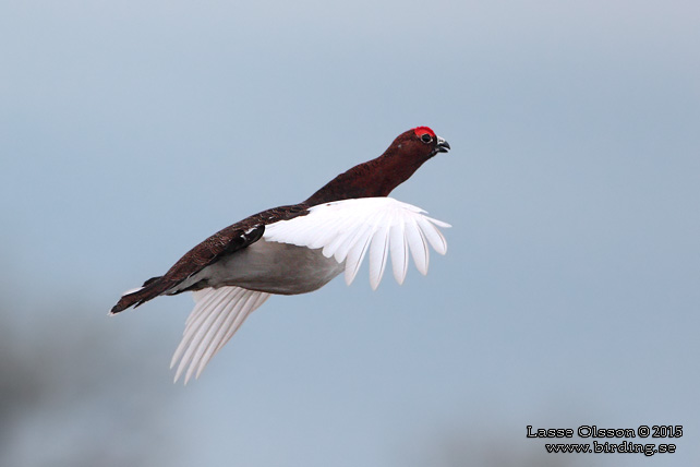 DALRIPA / WILLOW PTARMIGAN (Lagopus lagopus) - stor bild / full size