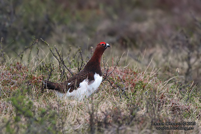 DALRIPA / WILLOW PTARMIGAN (Lagopus lagopus) - stor bild / full size