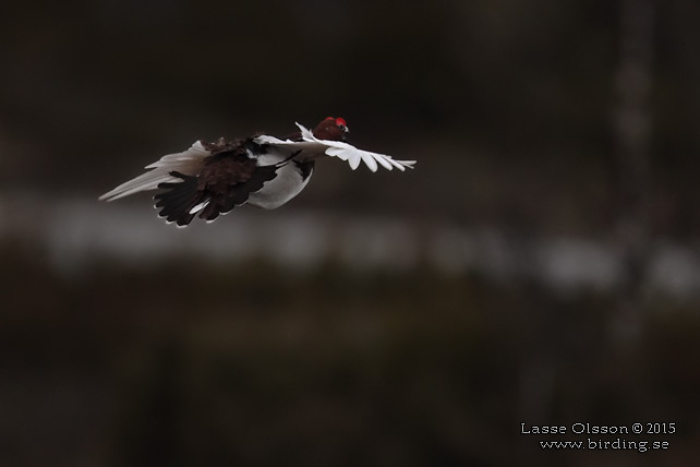 DALRIPA / WILLOW PTARMIGAN (Lagopus lagopus) - stor bild / full size