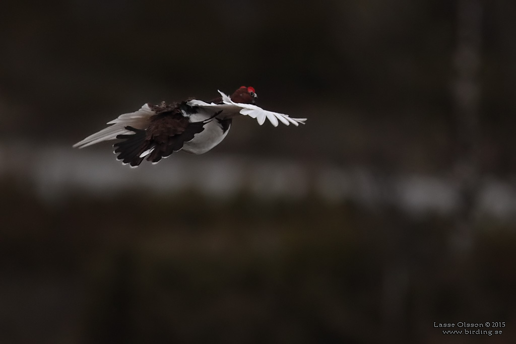 DALRIPA / WILLOW PTARMIGAN (Lagopus lagopus) - Stng / Close