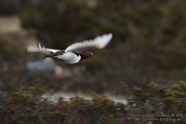 DALRIPA / WILLOW PTARMIGAN (Lagopus lagopus) - stor bild / full size