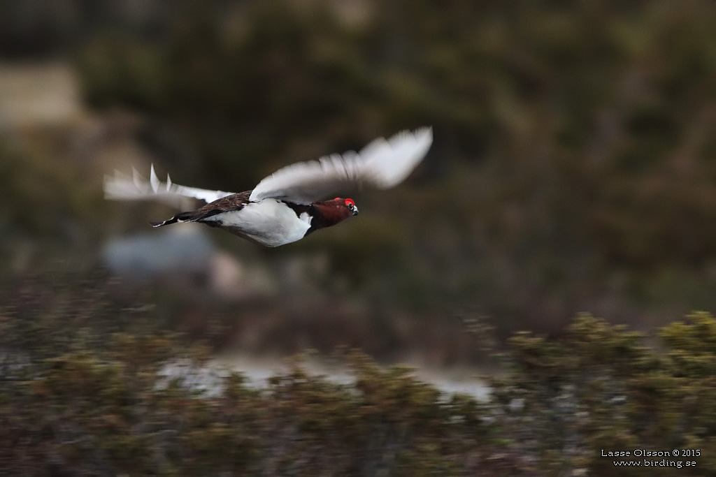 DALRIPA / WILLOW PTARMIGAN (Lagopus lagopus) - Stng / Close