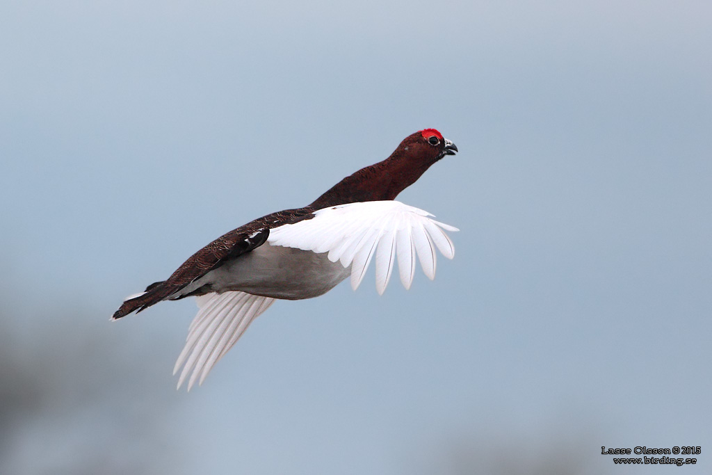 DALRIPA / WILLOW PTARMIGAN (Lagopus lagopus) - Stng / Close