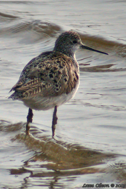 DAMMSNPPA / MARSH SANDPIPER (Tringa stagnatilis)