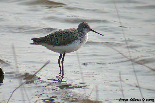 DAMMSNPPA / MARSH SANDPIPER (Tringa stagnatilis)