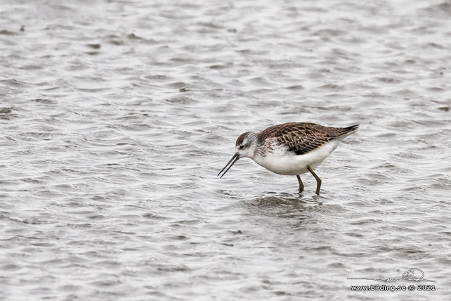 DAMMSNÄPPA / MARSH SANDPIPER (Tringa stagnatilis)