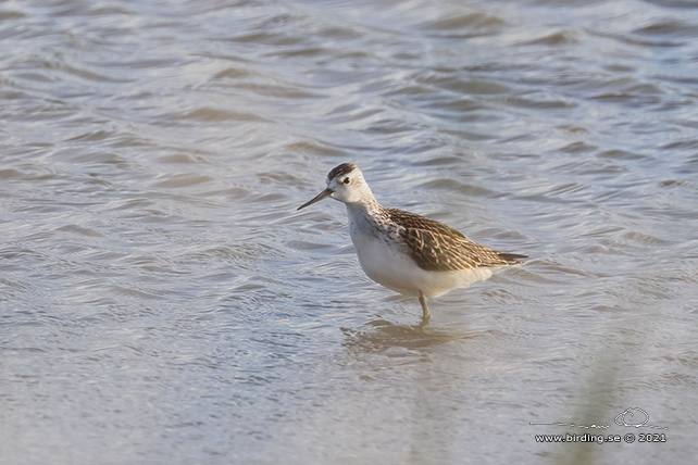 DAMMSNÄPPA / MARSH SANDPIPER (Tringa stagnatilis)