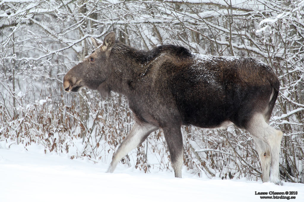 ÄLG / MOOSE (Alces alces) - STÄNG / CLOSE