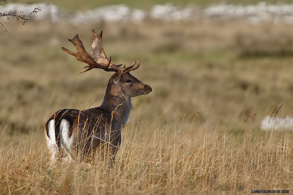 DOVHJORT / FALLOW DEER (Dama dama) - Stng / Close