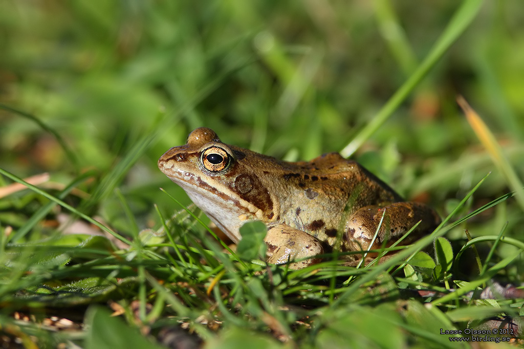 ÅKERGRODA (Rana arvalis) - STÄNG / CLOSE