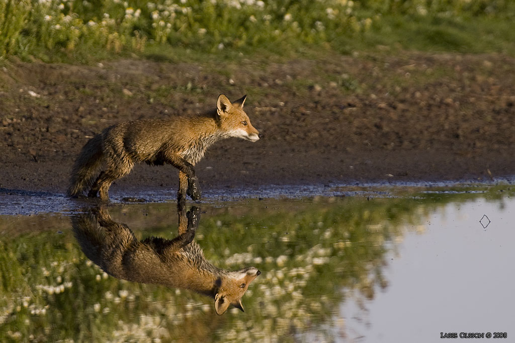 RDRV / RED FOX (Vulpes vulpes) - stng / close