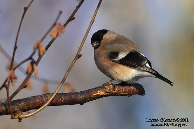 DOMHERRE / BULLFINCH (Pyrrhula pyrrhula) - stor bild / full size