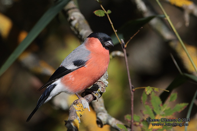 DOMHERRE / BULLFINCH (Pyrrhula pyrrhula) - stor bild / full size