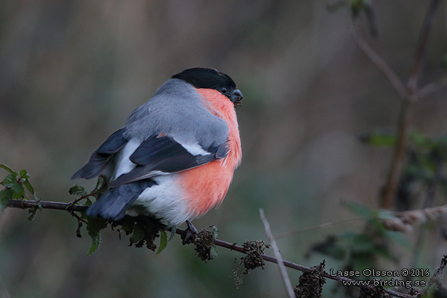 DOMHERRE / BULLFINCH (Pyrrhula pyrrhula) - stor bild / full size