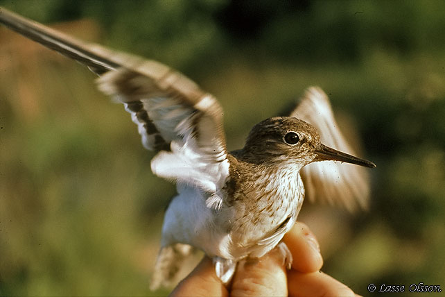 DRILLSNPPA / COMMON SANDPIPER (Actitis hypoleuca)