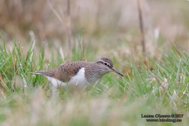 DRILLSNÄPPA / COMMON SANDPIPER (Actitis hypoleuca) - stor bild / full size