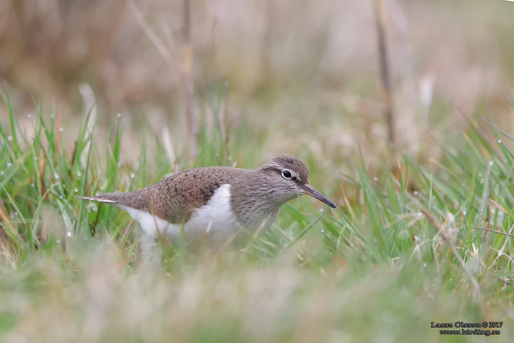 DRILLSNPPA / COMMON SANDPIPER (Actitis hypoleuca) - Stng / Close