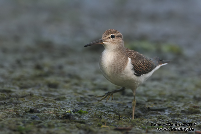 DRILLSNÄPPA / COMMON SANDPIPER (Actitis hypoleuca) - stor bild / full size