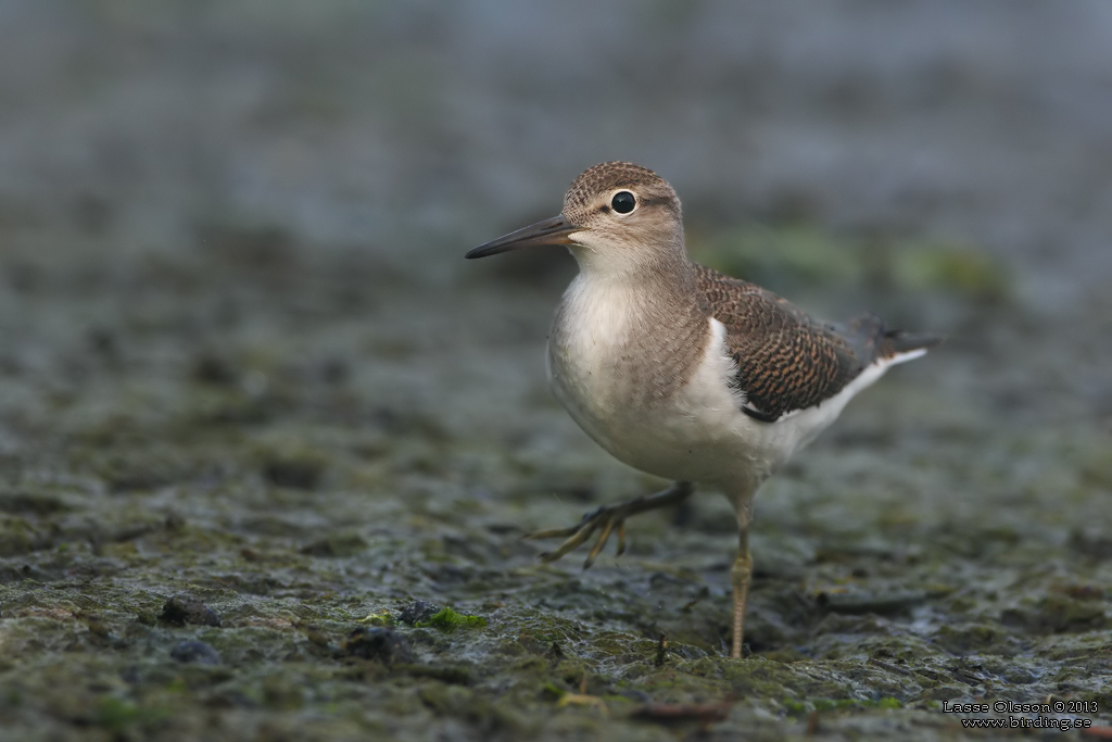 DRILLSNPPA / COMMON SANDPIPER (Actitis hypoleuca) - Stng / Close