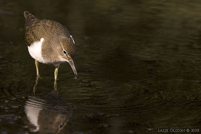 DRILLSNPPA / COMMON SANDPIPER (Actitis hypoleuca) - stor bild / full size