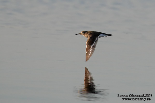 DRILLSNÄPPA / COMMON SANDPIPER (Actitis hypoleuca) - stor bild / full size