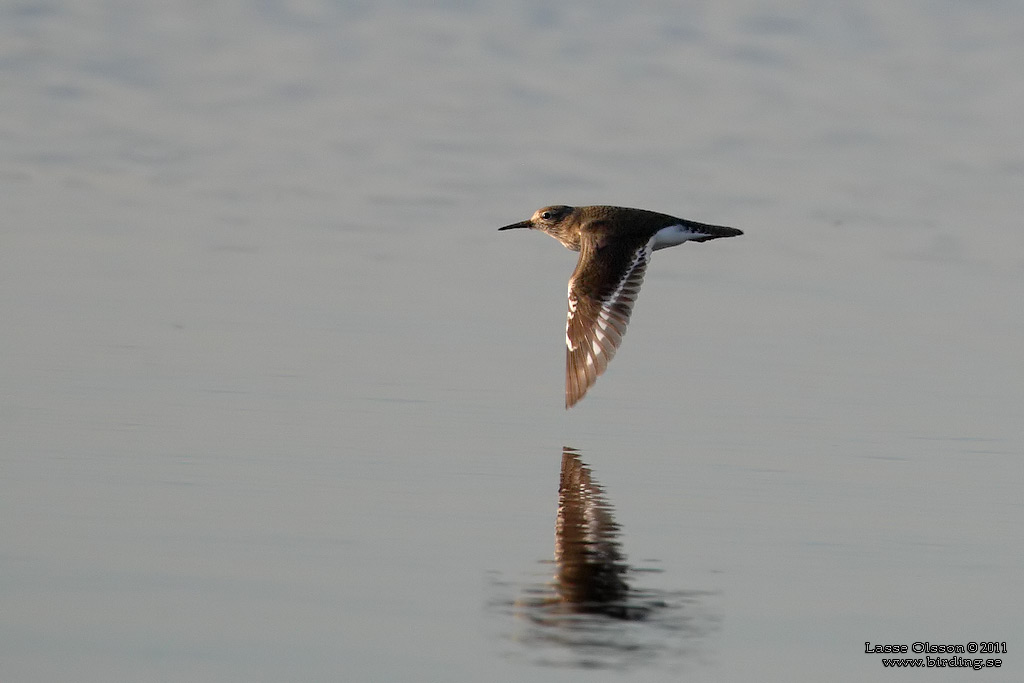 DRILLSNPPA / COMMON SANDPIPER (Actitis hypoleuca) - Stng / Close