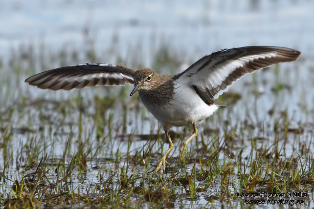 DRILLSNÄPPA / COMMON SANDPIPER (Actitis hypoleuca) - stor bild / full size